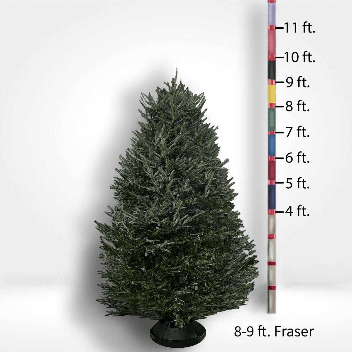 Fraser Fir Tree (5-10ft) - City Tree Delivery - Chicagoland Christmas Tree Delivery