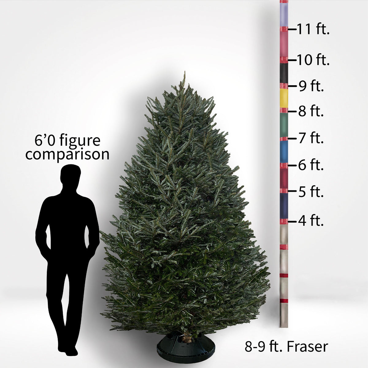 Fraser Fir Tree (5-10ft) - City Tree Delivery - Chicagoland Christmas Tree Delivery