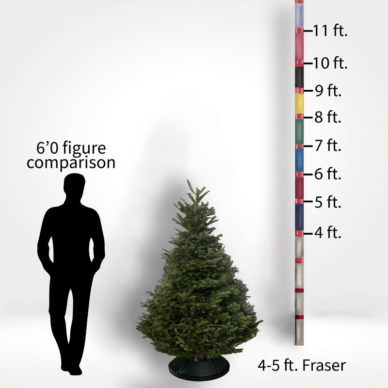 Fraser Fir Tree (5-10ft) - City Tree Delivery - Chicagoland Christmas Tree Delivery