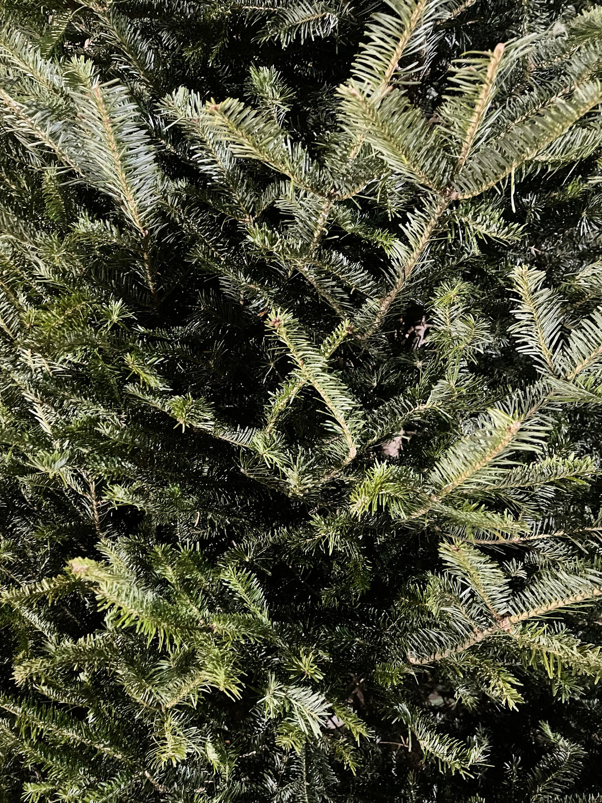 Fraser Fir Needles