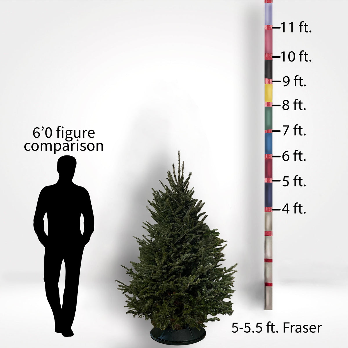 Fraser Fir Tree (5-10ft) - City Tree Delivery - Chicagoland Christmas Tree Delivery