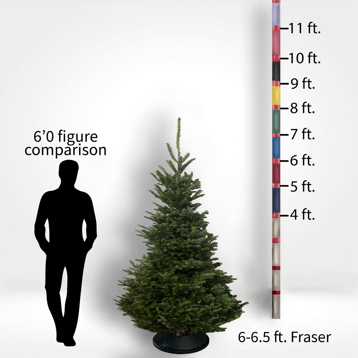 Fraser Fir Tree (5-10ft) - City Tree Delivery - Chicagoland Christmas Tree Delivery