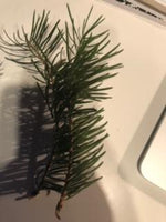 Handmade Holiday Soap infused with our mixed Christmas Greens