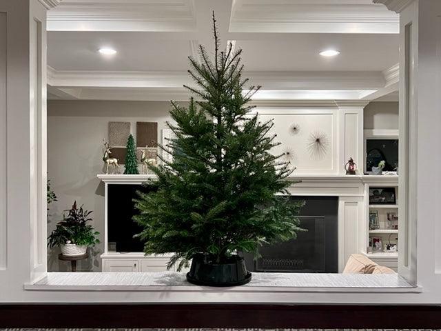 Tabletop tree - City Tree Delivery - Chicagoland Christmas Tree Delivery